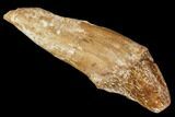 Primitive Whale (Basilosaur) Tooth - Dakhla, Morocco #106324-1